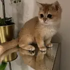 كيتن سكوتش بيور