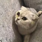 قطط