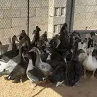 بط بح