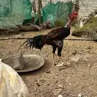 دجاجه باكستاني