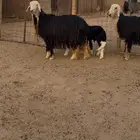 نجد مواليد تم البيع