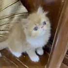 دكر شيرازي بيكي فيس العمر شهر ونص خالي من الأمراض