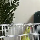 بغبغاء دره هندي