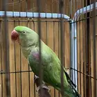 دره نيبالي اليف