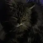 قطة انثى للتبني