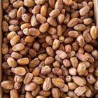 تمر خلع خيبر الجنوب