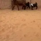 عنز متوم فرصة للقناي