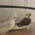 فروخ كوكتيل