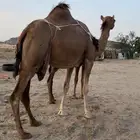خلفه ساحلية مصغر معها قعود