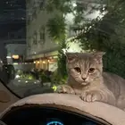 سكوتش فولد بريطاني