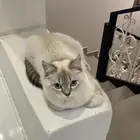 قط سكوتش فولد