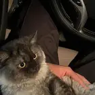 قطوه للتبني