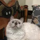 قطط شيرازي ذكر وانثى