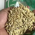 شعير بلدي عضوي