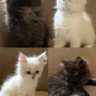 قط شيرازي العمر شهرين للبيع