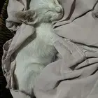 قطه للتبني