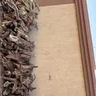 اخشاب حطب سمر كفوو للبيع