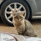 قطوه شيرازيه انثى عمرها تقريبا من سنه لسنه ونص