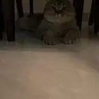 قط قطط قطه سكوتش ستريت قولد للتزاوج