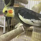 جوز كروان