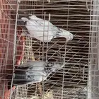 حمام باكستاني سهران بوري