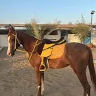 مهر واهو ورق