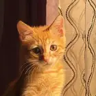 قط للتبني مع اغراضه