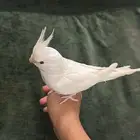 كروان ككوتيل