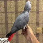 ( تم البيع )