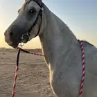حصان واهو الموقع الدوادمي