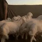 بهم حري خرفان العدد 19