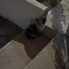 قطه صغيره للتبني بحاجه جدا للتبني