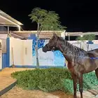 خيل