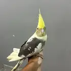 ببغاء كروان