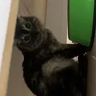 بسة للتبني