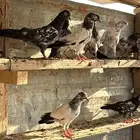 حمام باكستاني طبات