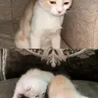 قطط