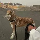 هاسكي حراسه مزارع ومنزل