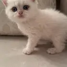 قط سكوتش ستريت وايت