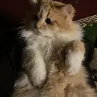 تبني قطط