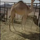 بكره