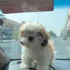 كلاب مالتيز