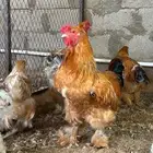 دجاج برهما