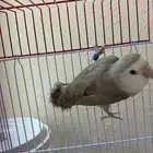 انثى روز للبيع