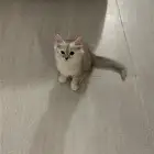 قطط للتبني