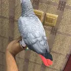 كاسكو ثلجي كبتن وهدد مزاجي ( تم البيع )