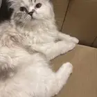 قطه للتبني