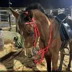 حصان للإيجار