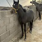 مهره دهما