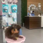 كلب للتبني